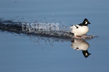 EA337948, Eastpress, Hamina, Finland